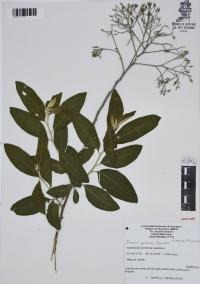 Iresine grandis image